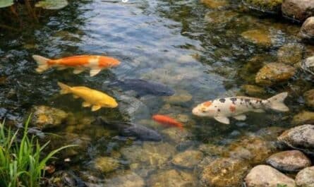 Fische im Gartenteich halten – technische Voraussetzungen für eine stabile Teichbiologie
