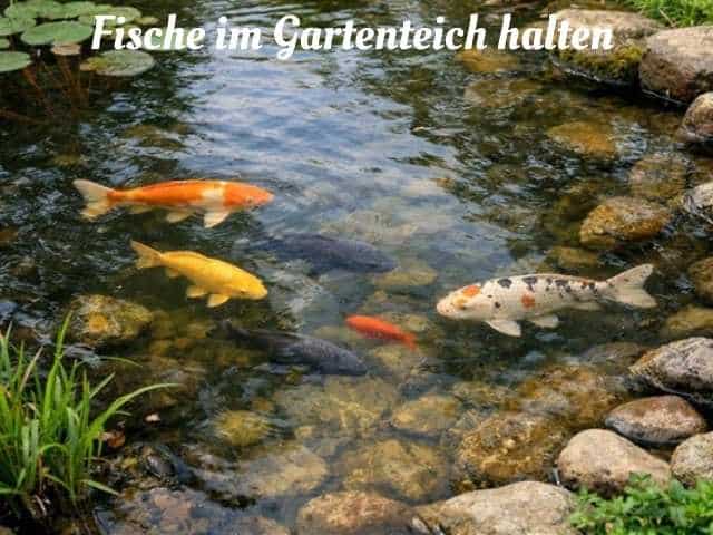 Fische im Gartenteich halten – technische Voraussetzungen für eine stabile Teichbiologie