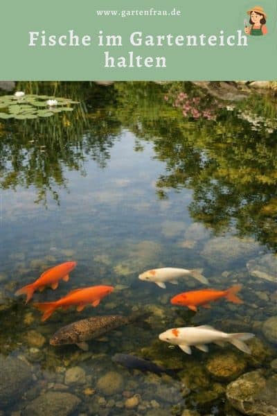 Fische im Gartenteich halten – technische Voraussetzungen für eine stabile Teichbiologie