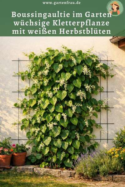 Boussingaultie im Garten – wüchsige Kletterpflanze mit weißen Herbstblüten