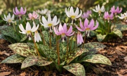 Hundszahn im Garten – Erythronium als zarter Frühlingsblüher für Halbschatten und Gehölzrand