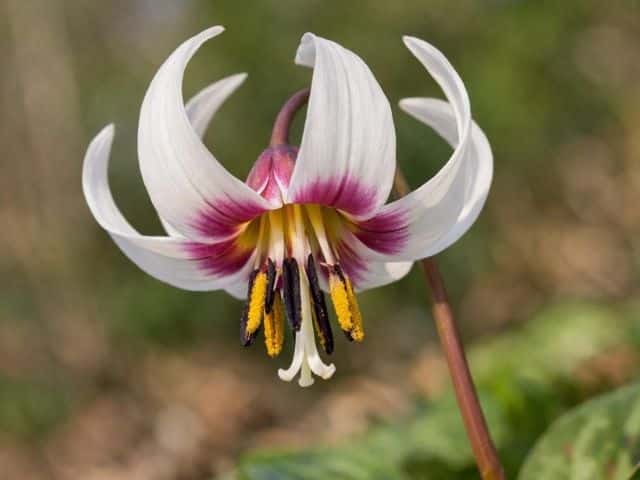 Hundszahn im Garten – Erythronium als zarter Frühlingsblüher für Halbschatten und Gehölzrand