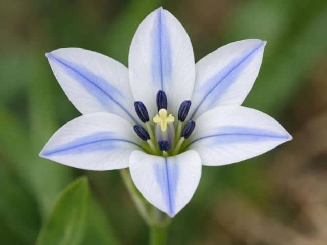 Triteleia im Garten – zarter Frühlingsblüher für sonnige Plätze