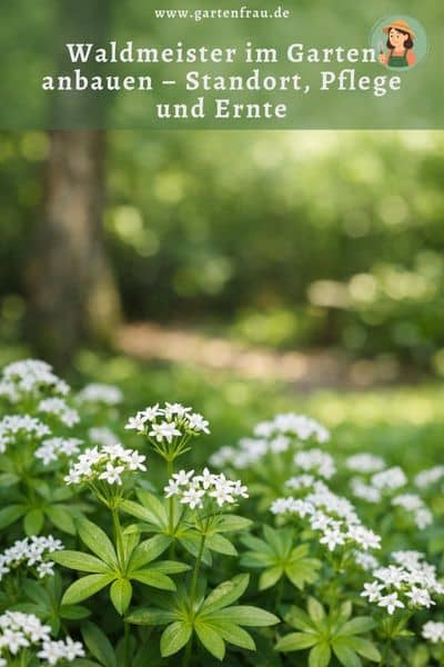 Waldmeister im Garten anbauen – Standort, Pflege und Ernte