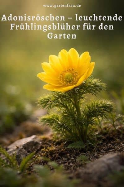 Adonisröschen im Garten mit gelben Blüten im Frühling